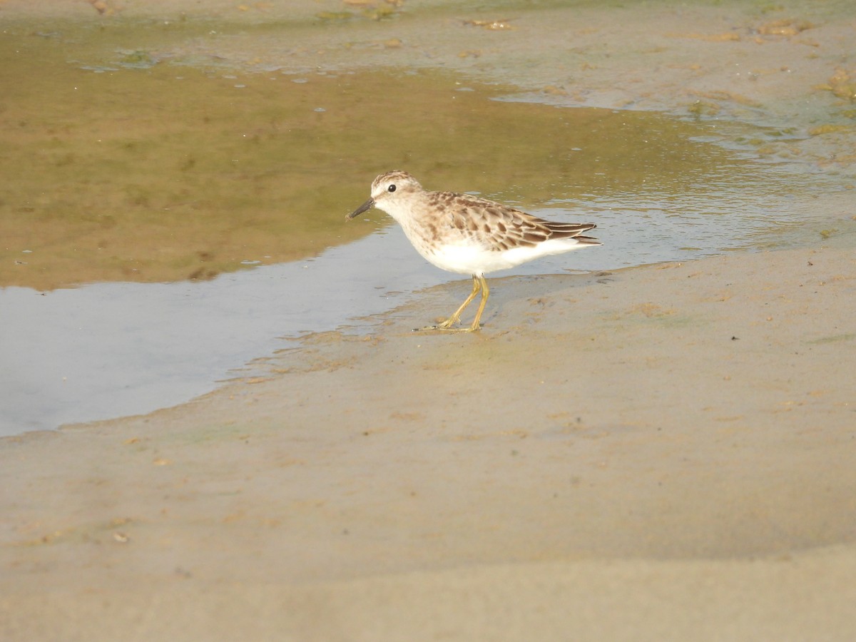 Least Sandpiper - ML643036971