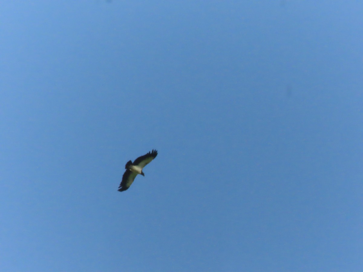 King Vulture - ML643036974