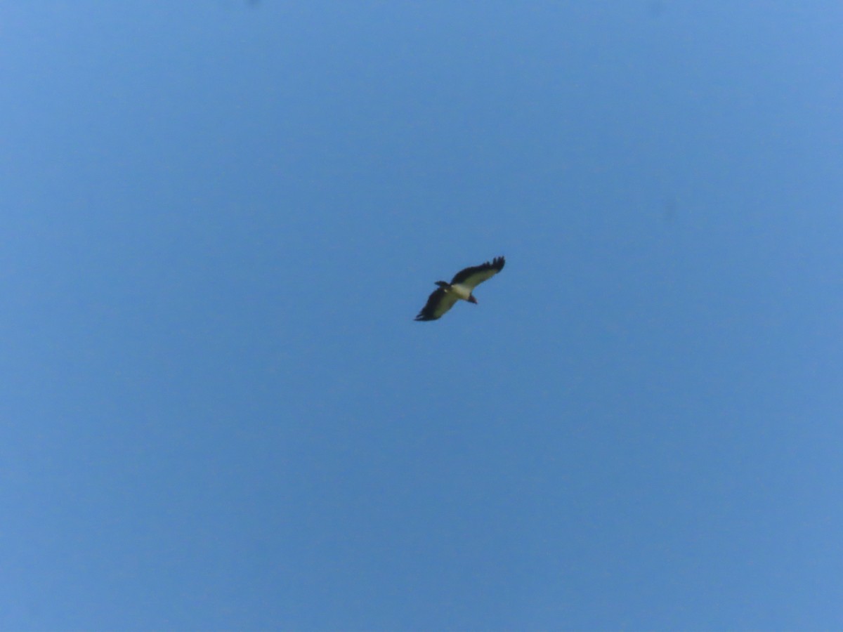 King Vulture - ML643036975