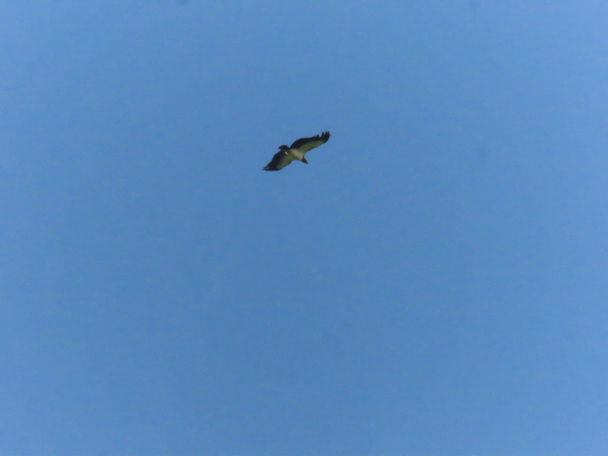 King Vulture - ML643036976