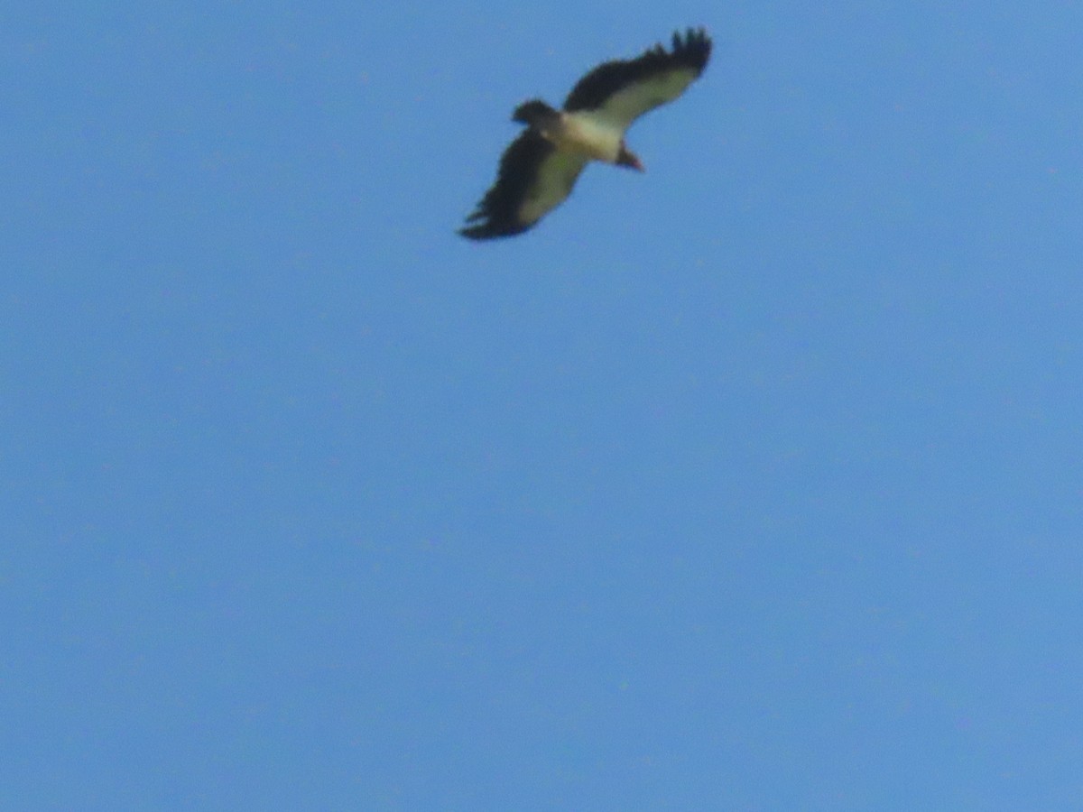 King Vulture - ML643036977