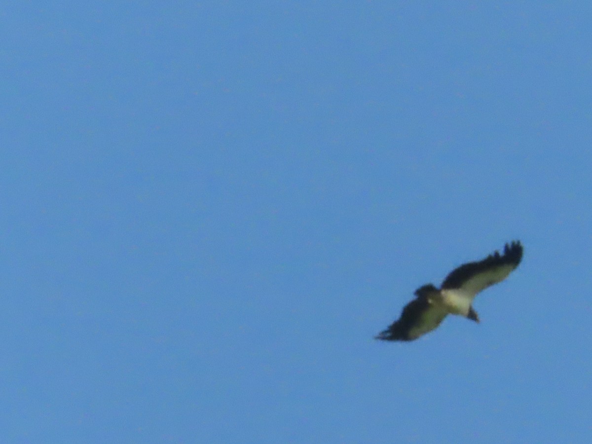 King Vulture - ML643036978