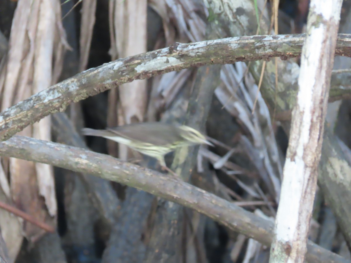 ミナミミズツグミ／キタミズツグミ - ML643036992