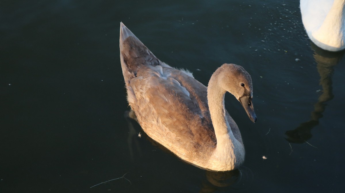 Mute Swan - ML643036995