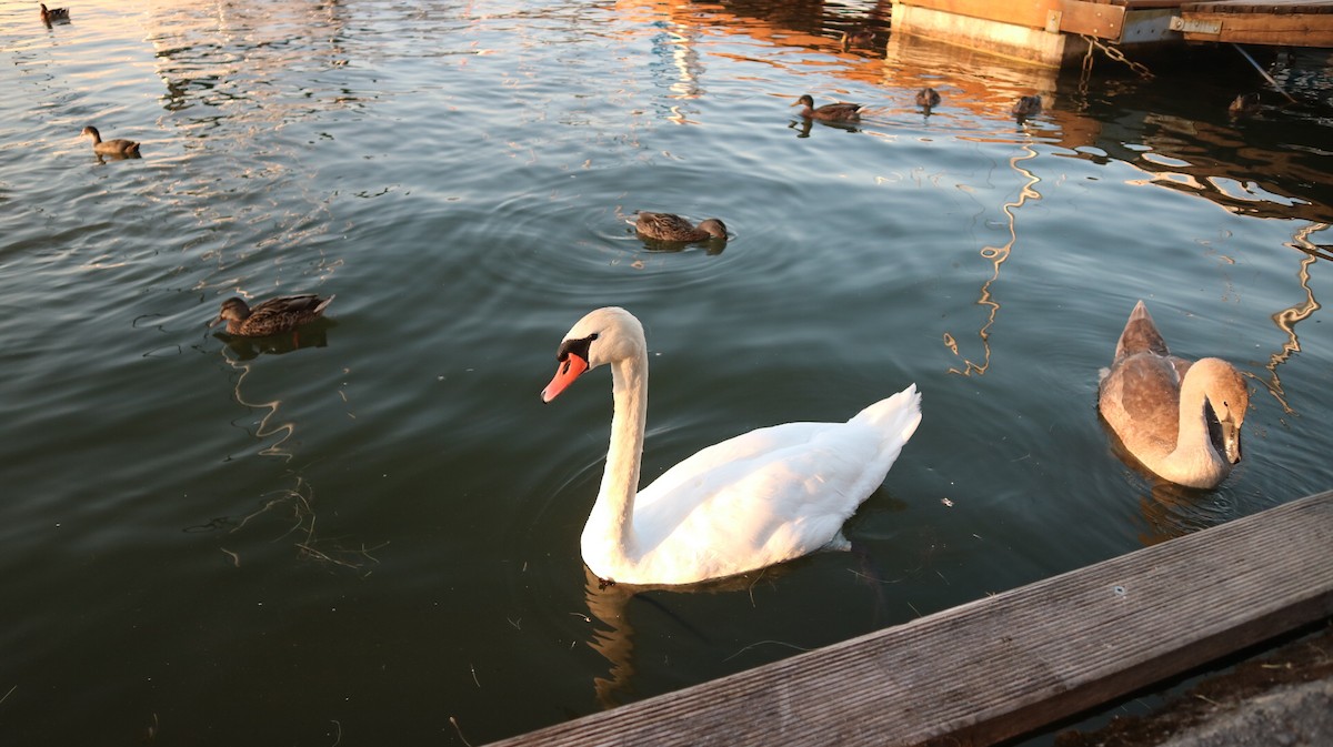 Mute Swan - ML643036996