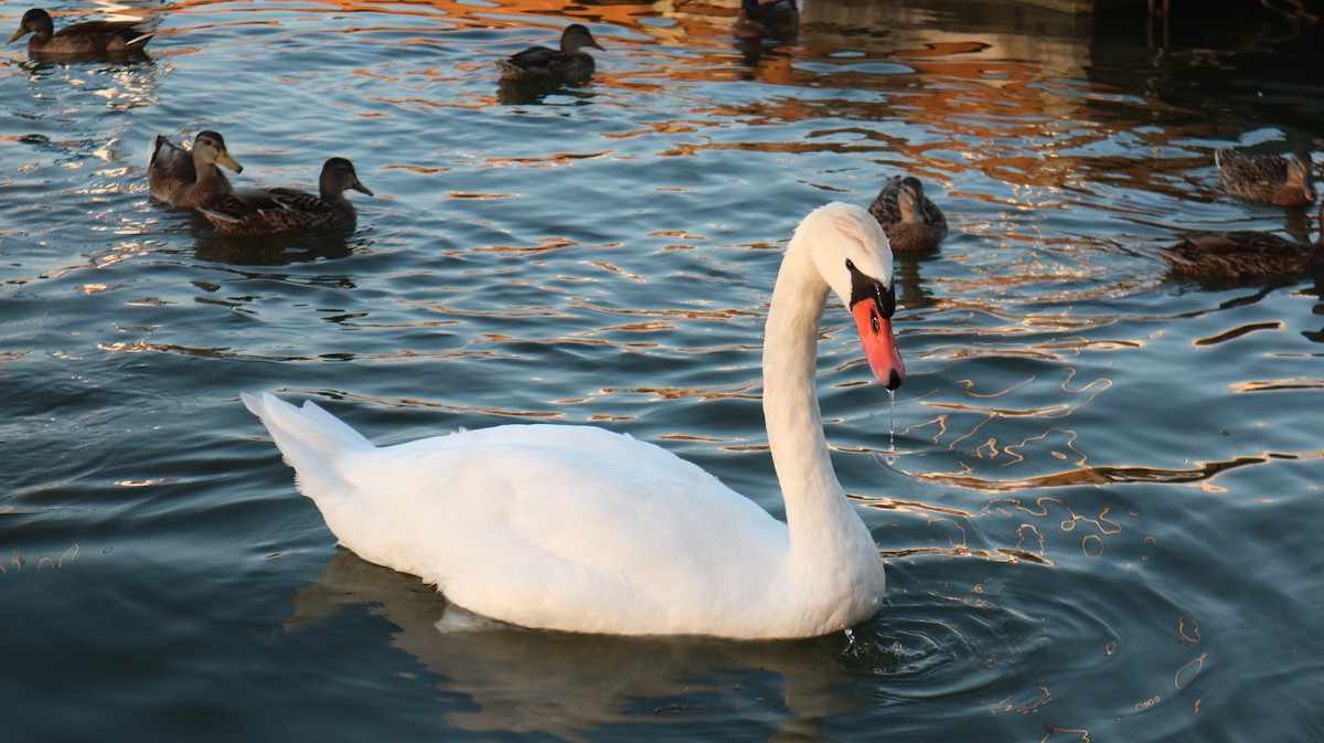 Mute Swan - ML643036998