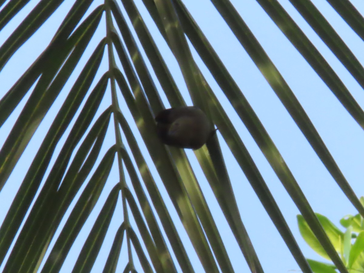 Palm Tanager - ML643037006
