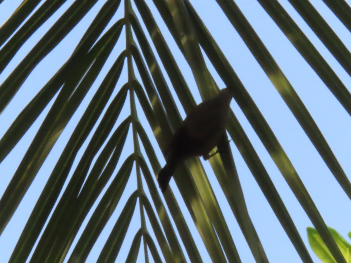 Palm Tanager - ML643037007