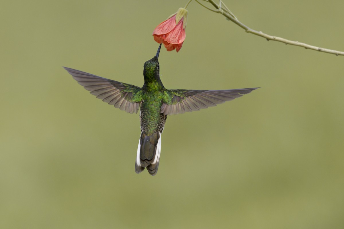 Buff-tailed Coronet - ML643037008