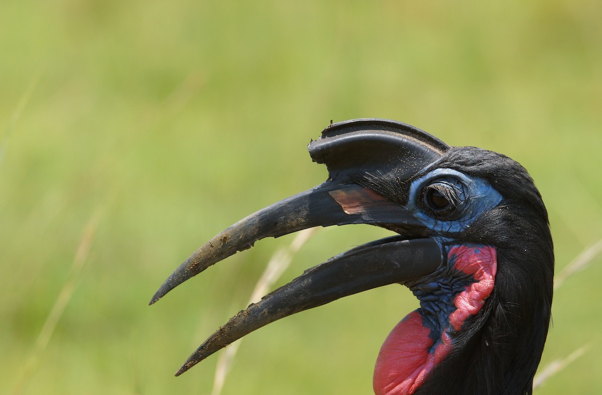Abyssinian Ground-Hornbill - ML643037061
