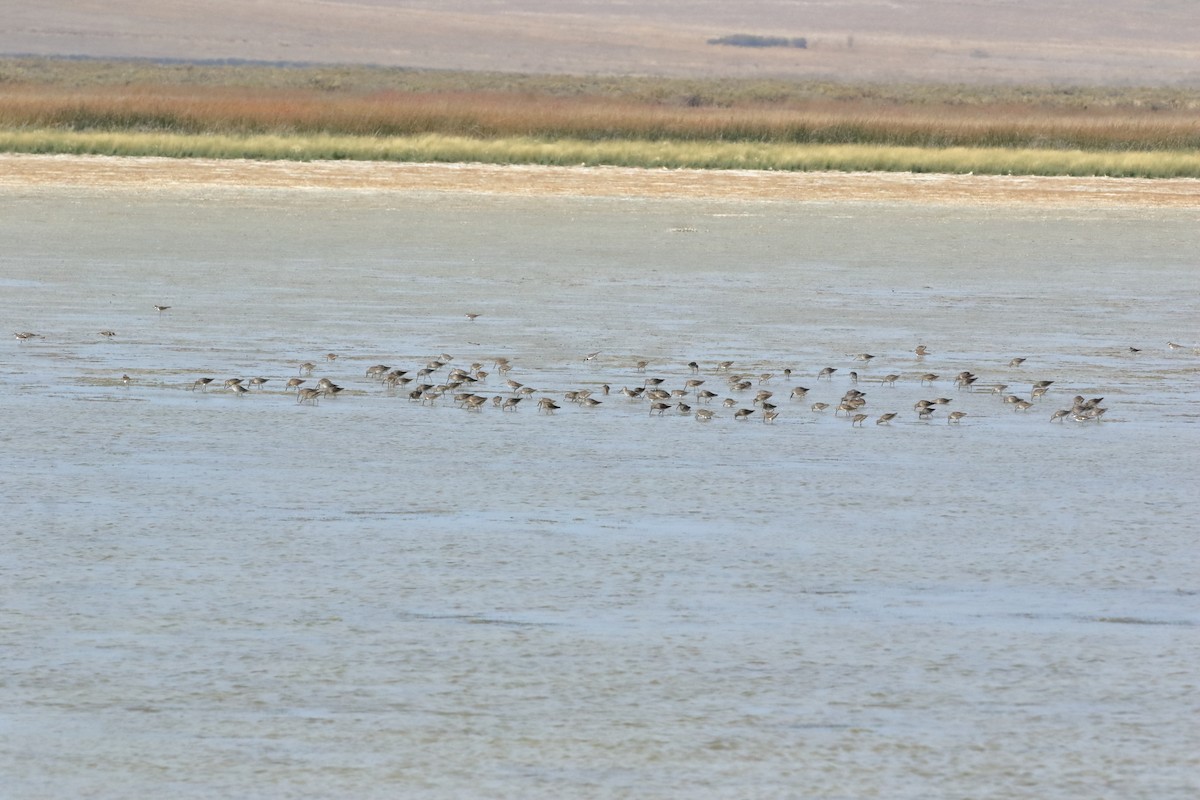 langnebbekkasinsnipe - ML643037121