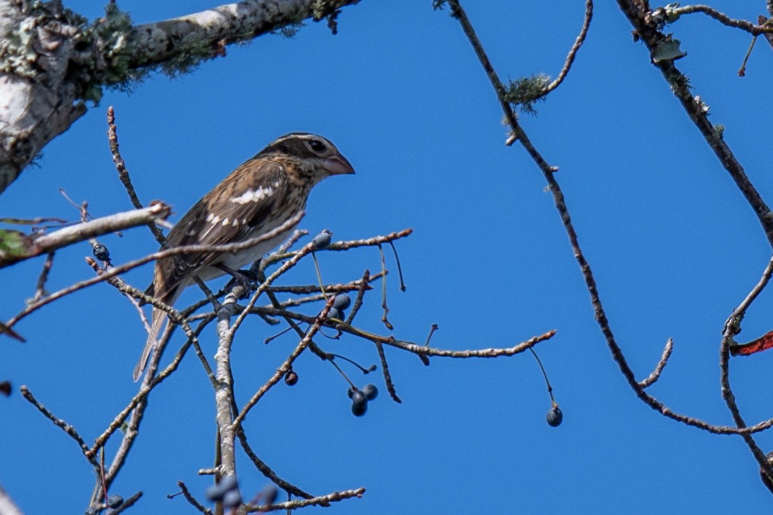 Rose-breasted Grosbeak - ML643037128