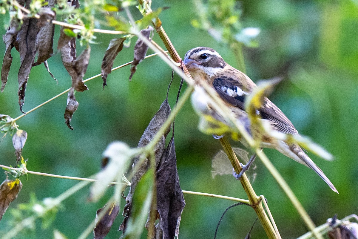 Rose-breasted Grosbeak - ML643037129