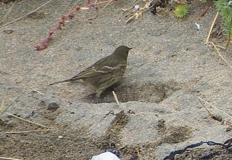Pipit maritime - ML643037158