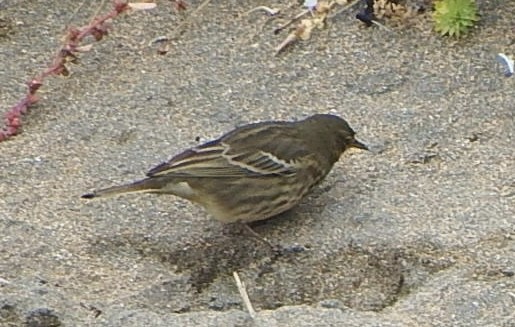 Pipit maritime - ML643037159