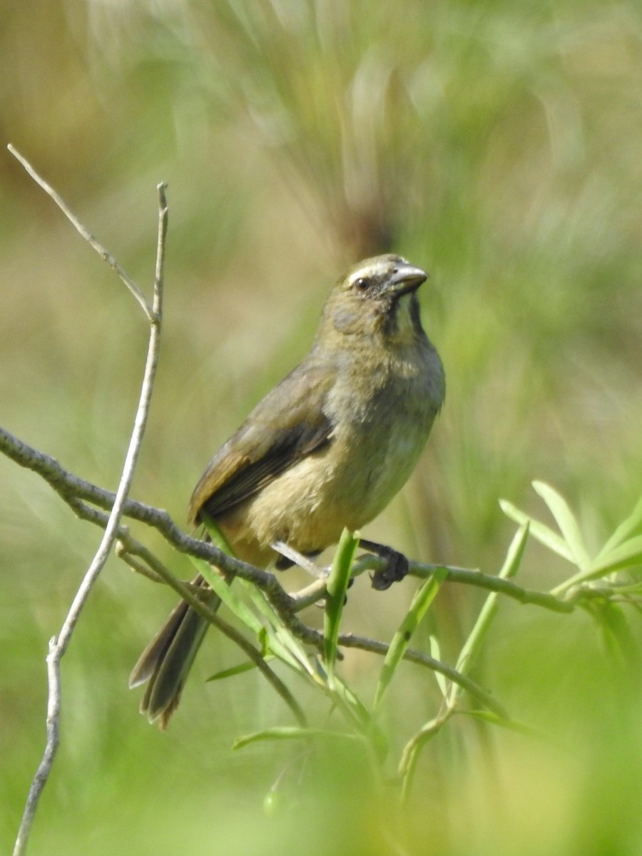 Bluish-gray Saltator - ML643037171