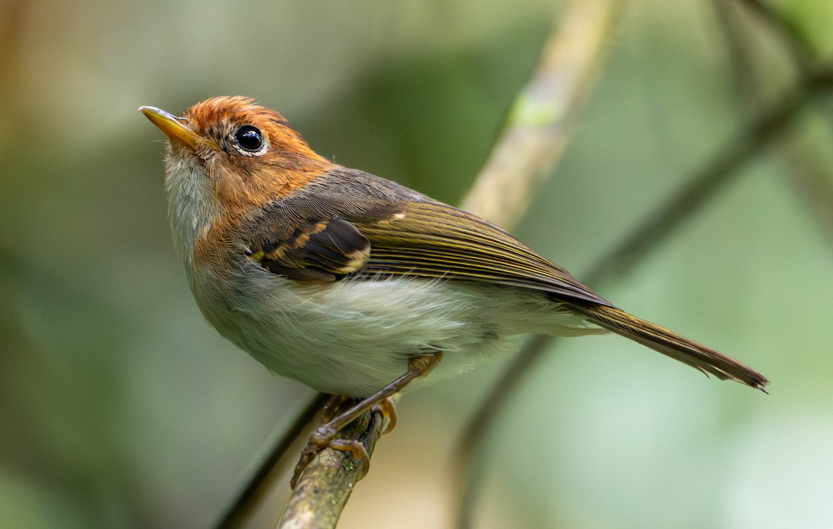 Sunda Warbler - ML643037172