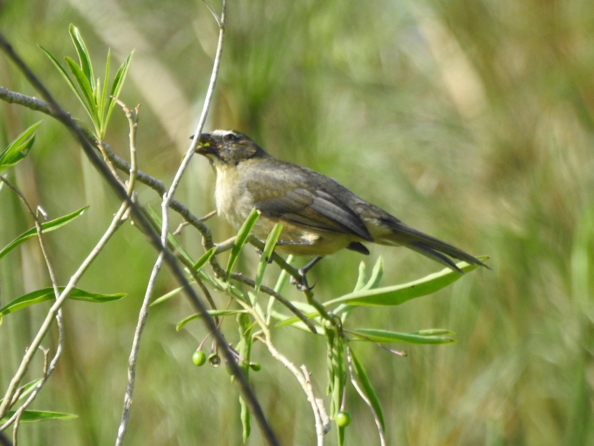 Bluish-gray Saltator - ML643037184