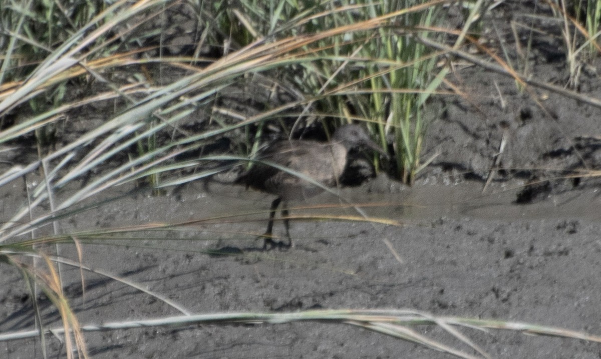 Clapper Rail - ML643037227