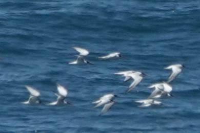 Common Tern - ML643037237