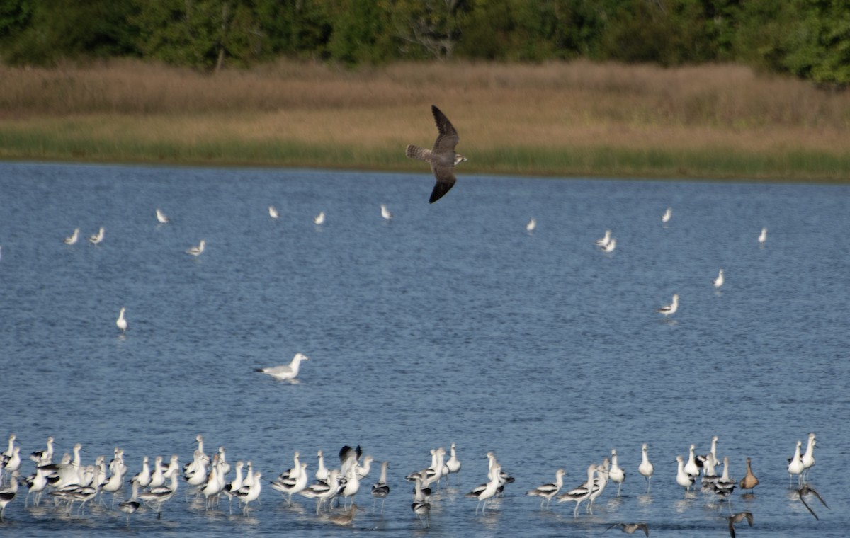 American Avocet - ML643037240