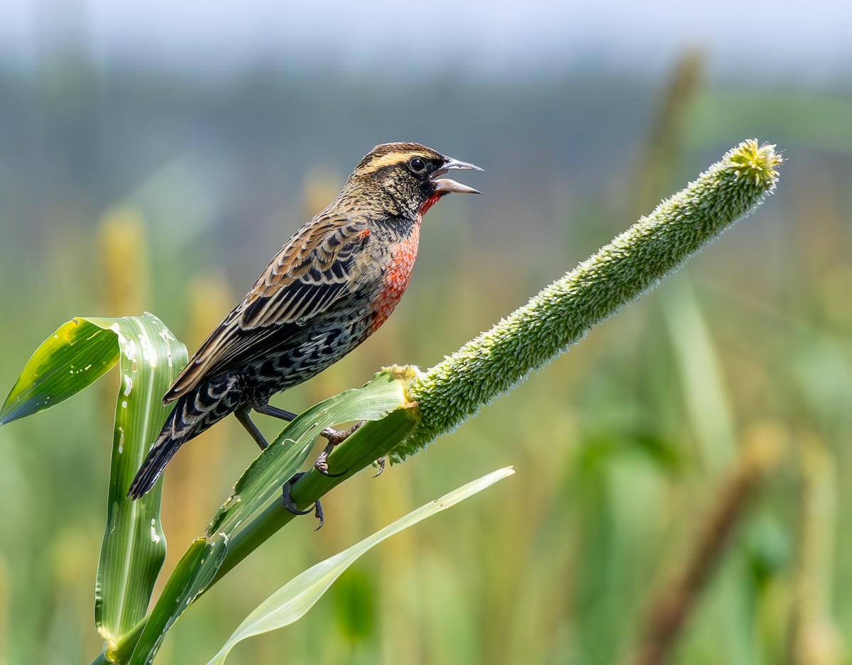 White-browed Meadowlark - ML643037242