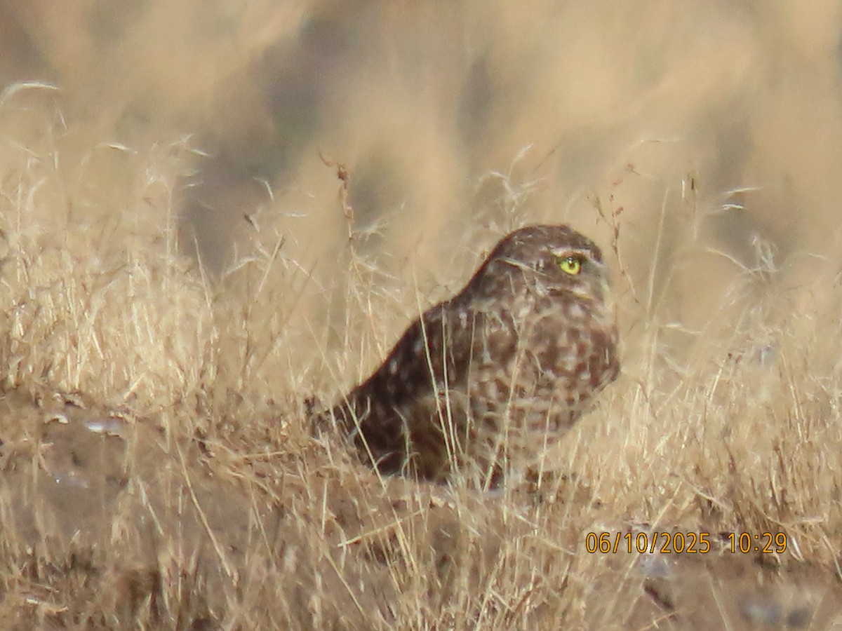 Burrowing Owl - ML643037267