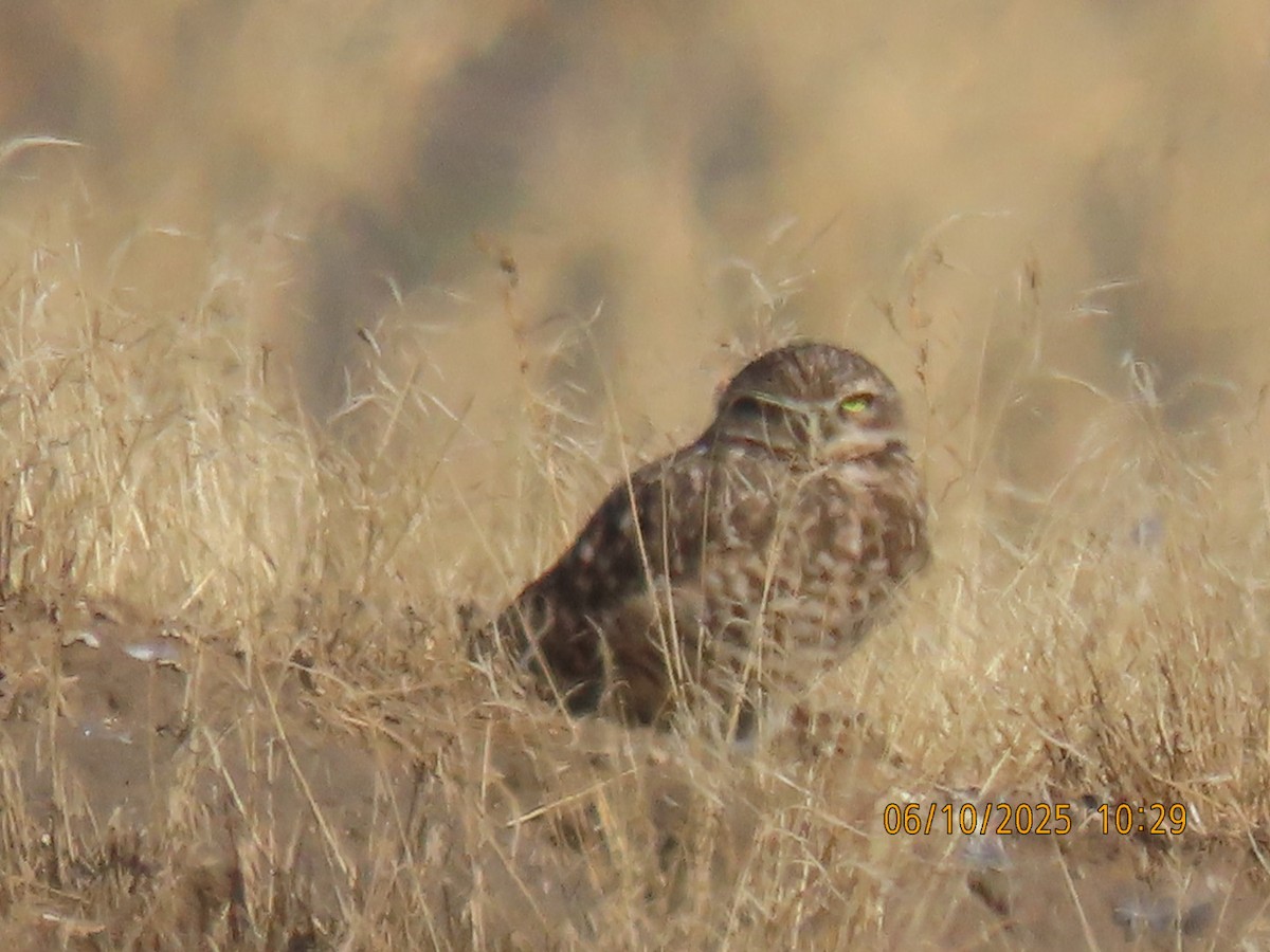 Burrowing Owl - ML643037268