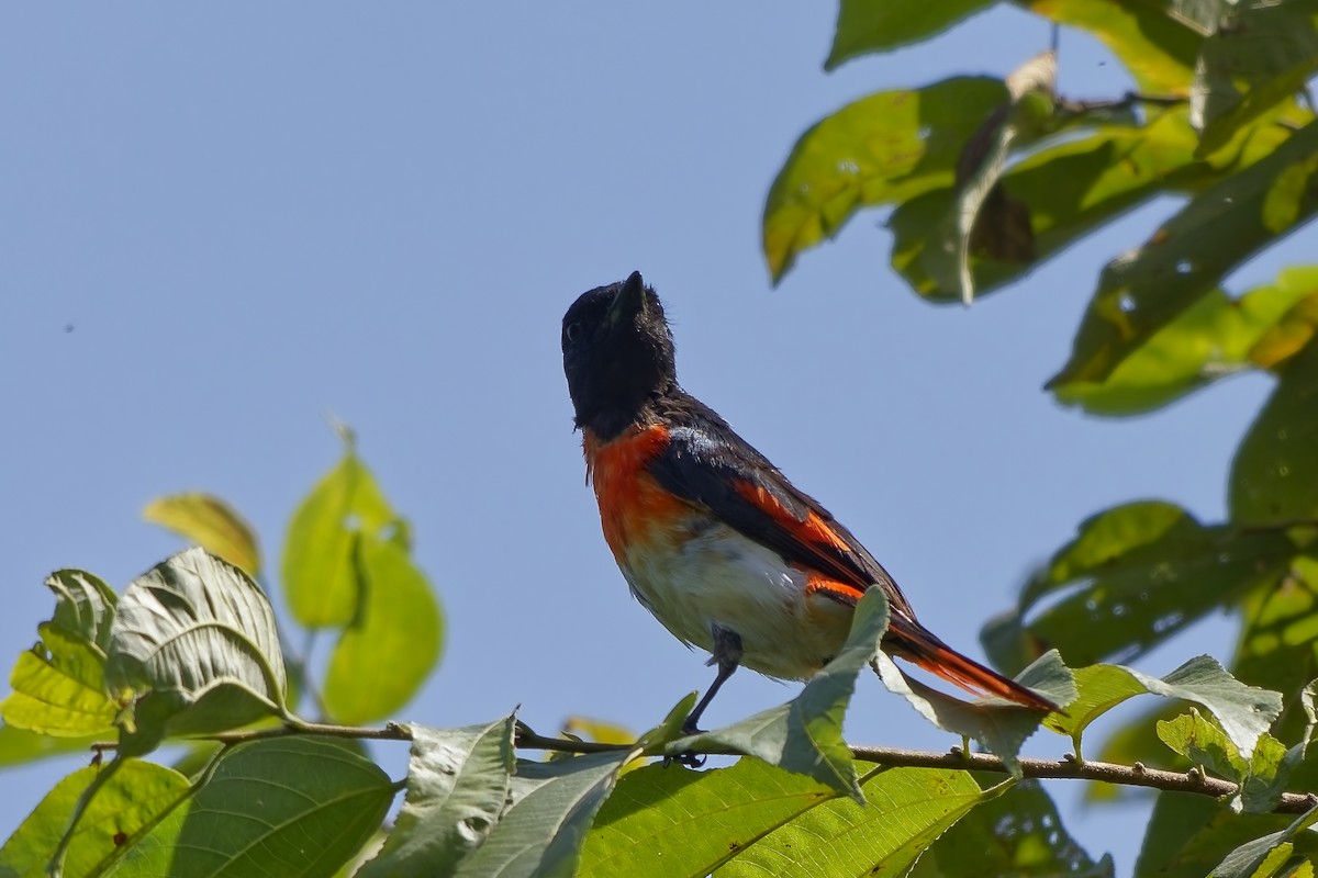 Flores Minivet - ML643037283