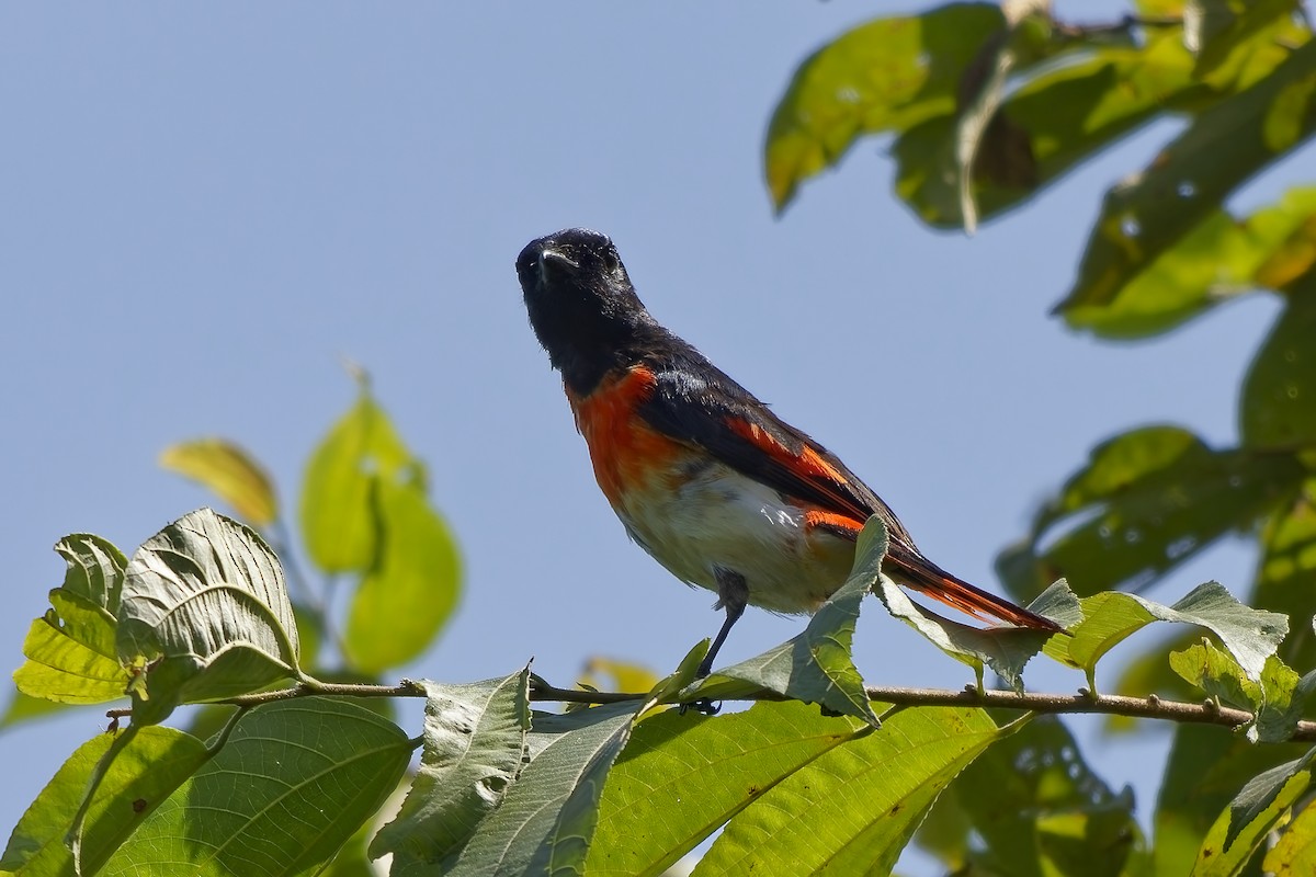 Flores Minivet - ML643037284