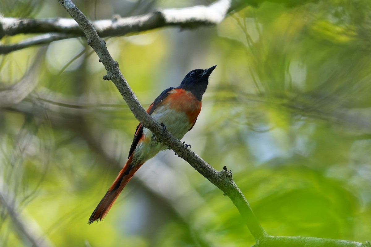 Flores Minivet - ML643037287