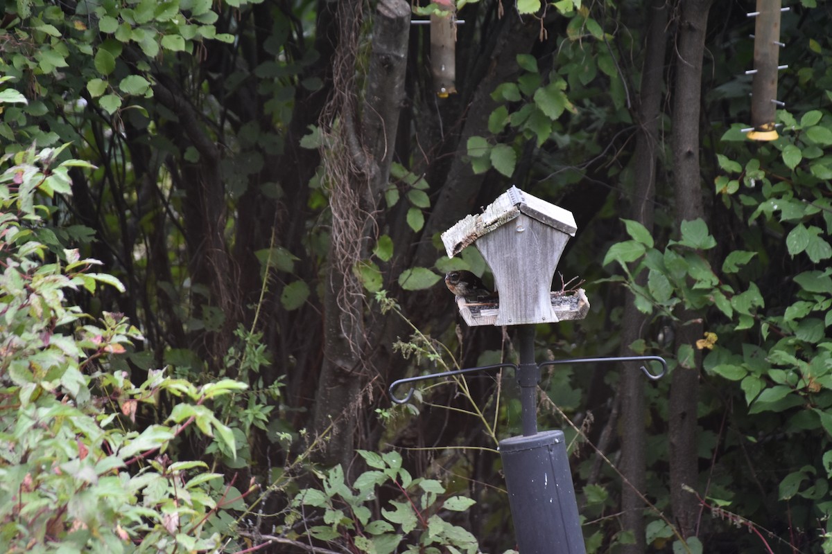 Rose-breasted Grosbeak - ML643037298