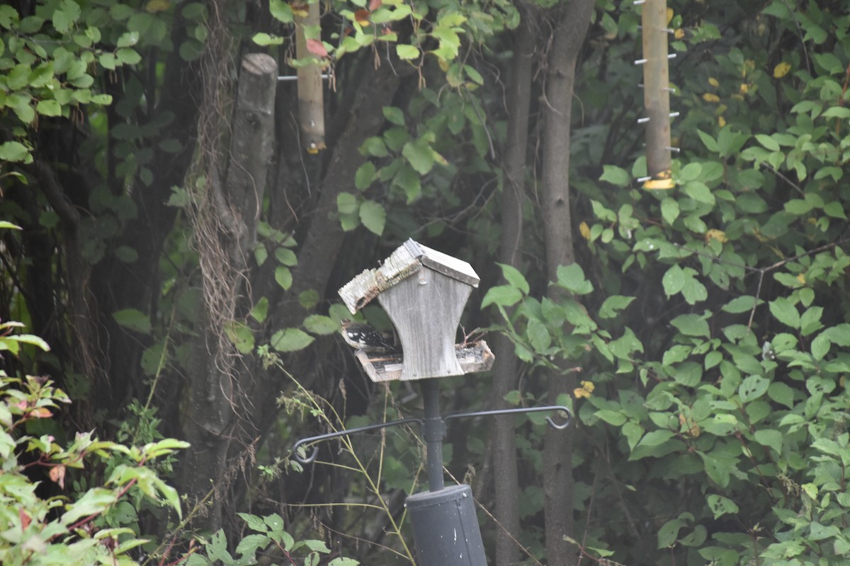 Rose-breasted Grosbeak - ML643037303