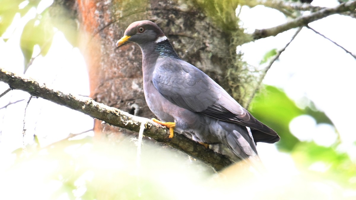 holub pruhoocasý - ML643037312