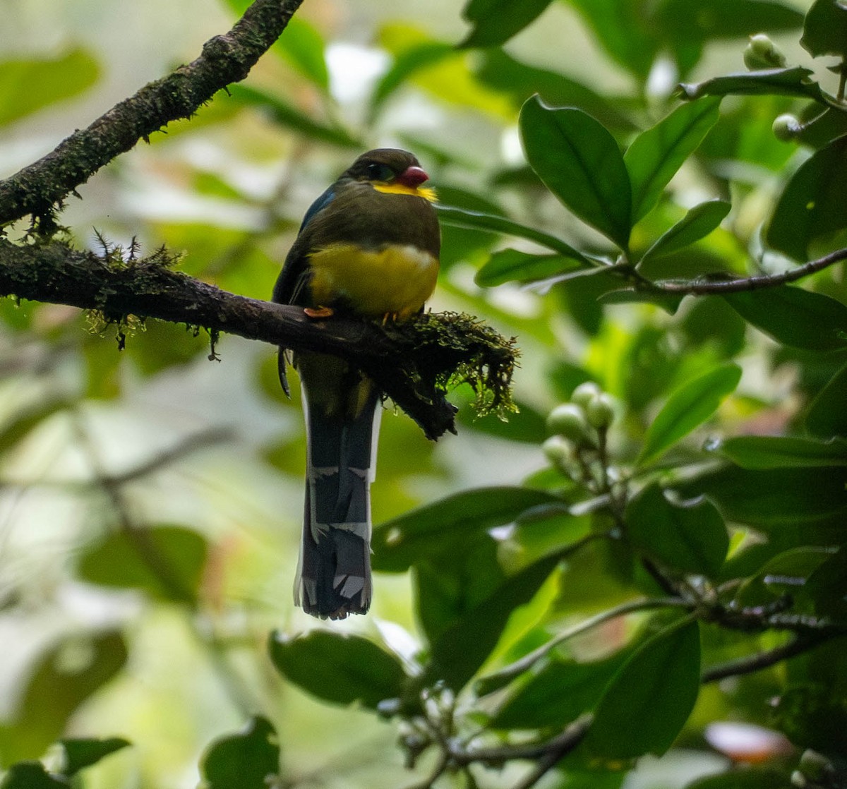 Javan Trogon - ML643037351