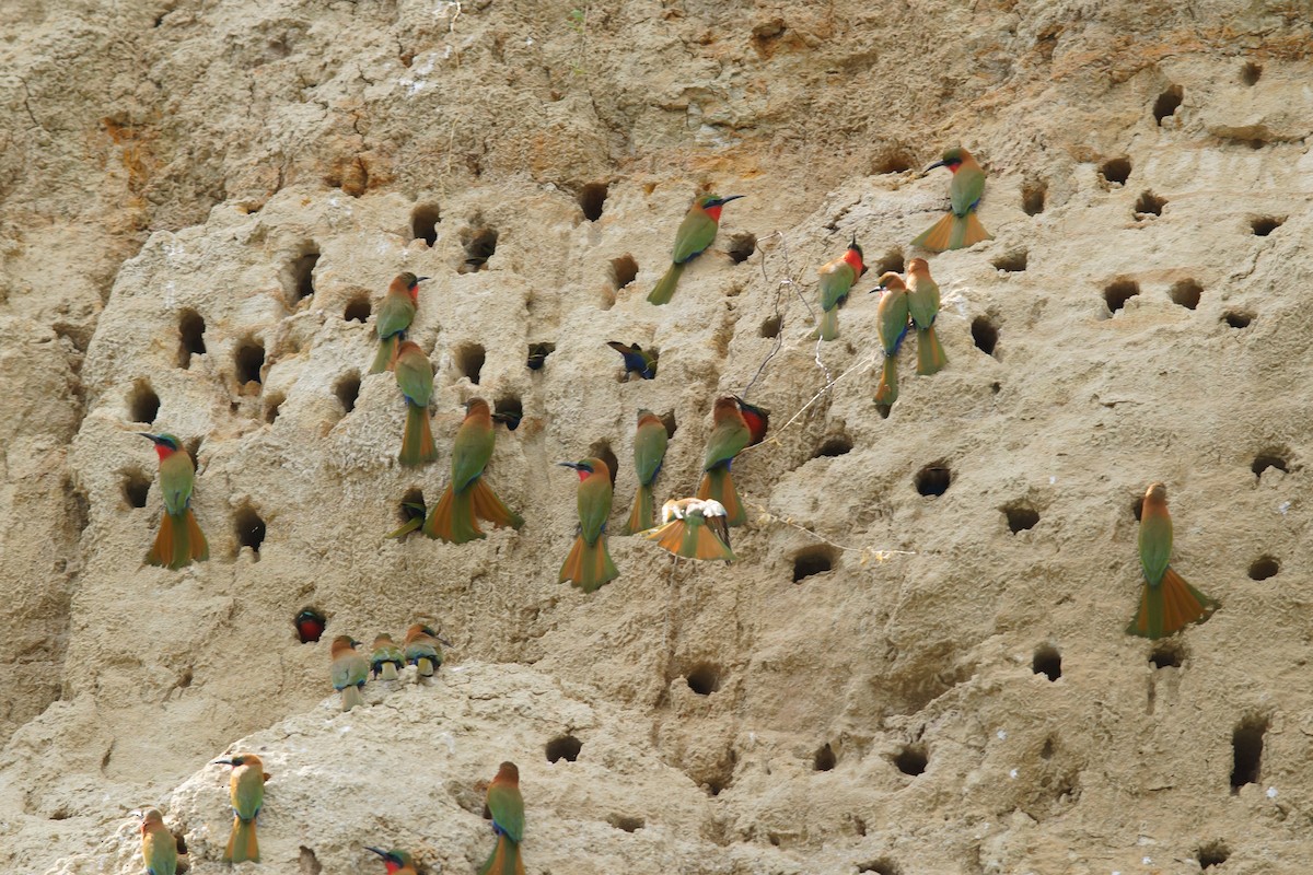 Red-throated Bee-eater - ML643037353