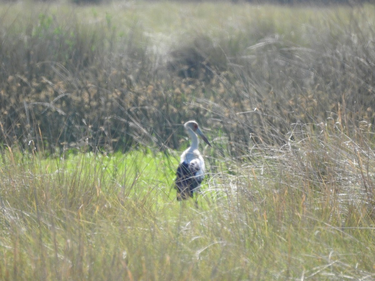 Maguari Stork - ML643037354