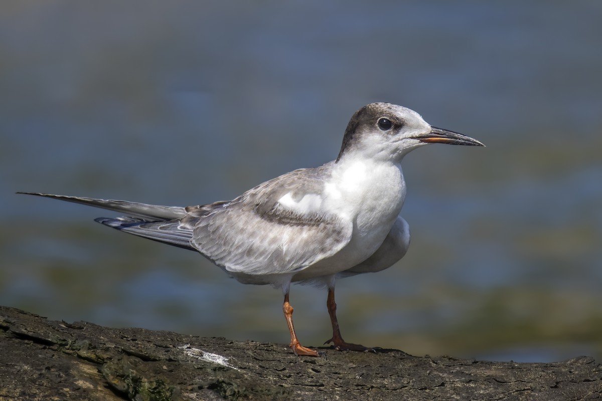 Common Tern - ML643037361