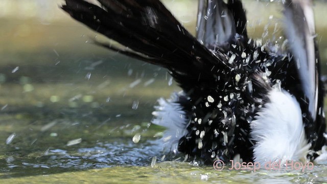 Eurasian Magpie (Iberian) - ML643037368