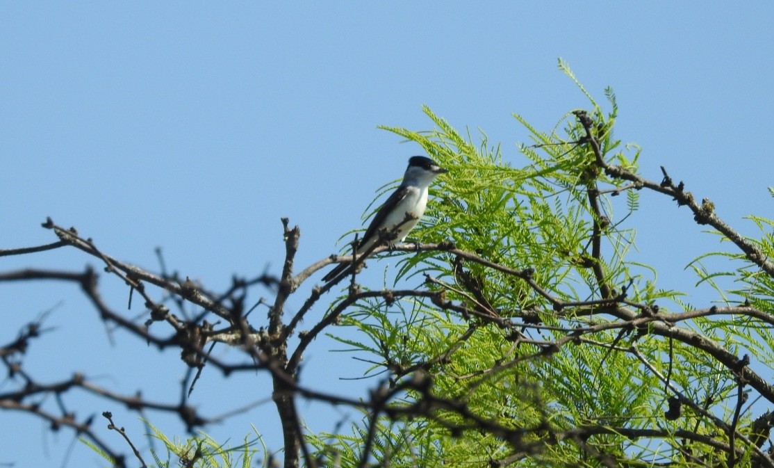 White-naped Xenopsaris - ML643037373