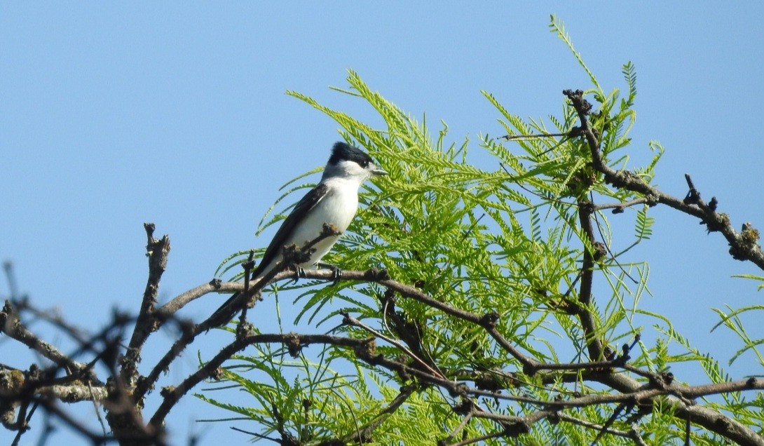 White-naped Xenopsaris - ML643037374