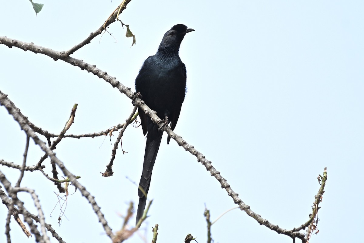 Bristle-crowned Starling - ML643037382
