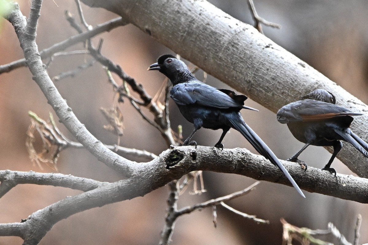 Bristle-crowned Starling - ML643037385