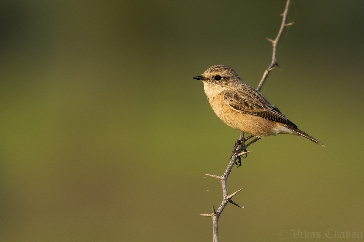 Siberian Stonechat - ML643037398