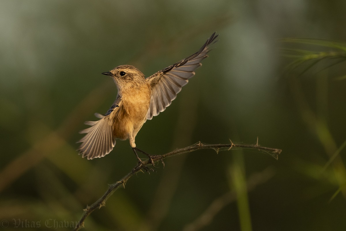 Siberian Stonechat - ML643037399
