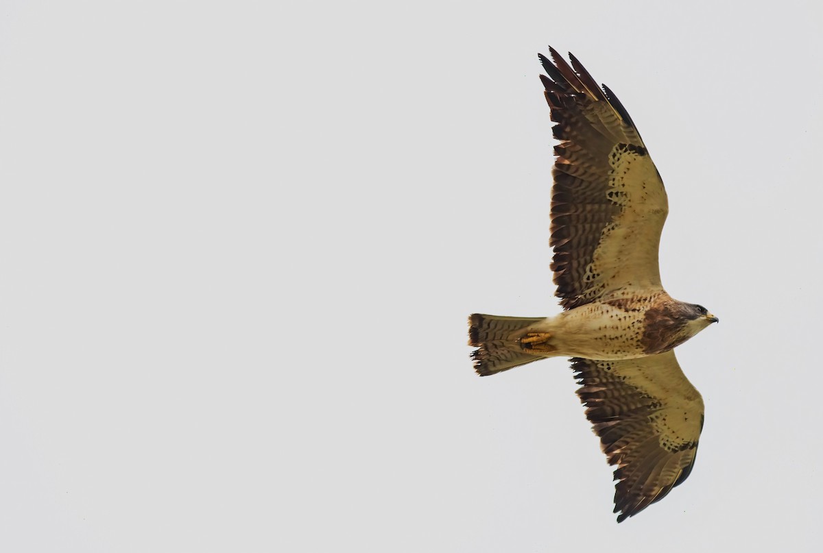 Swainson's Hawk - ML643037417