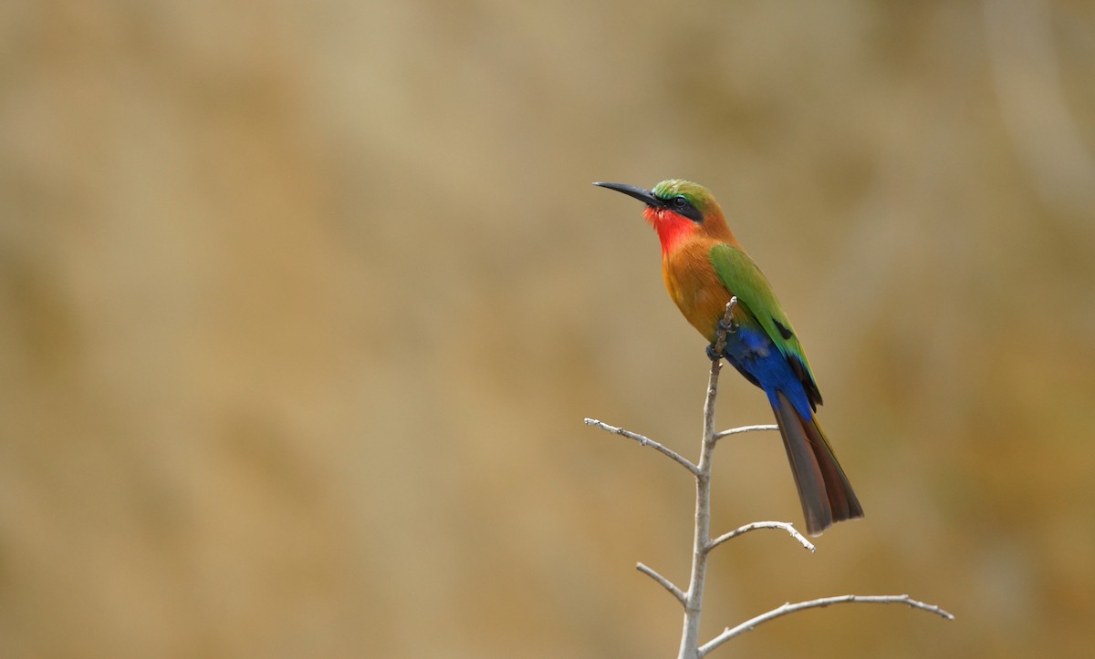 Red-throated Bee-eater - ML643037426