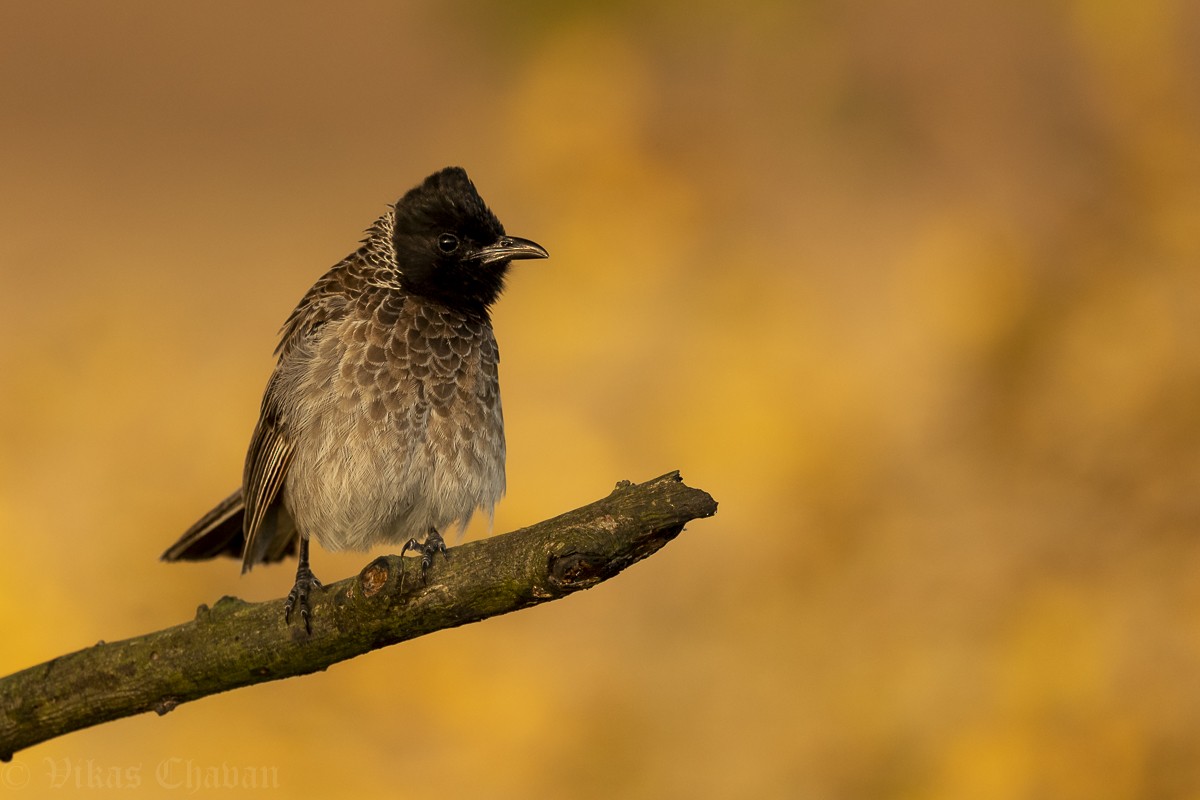 Red-vented Bulbul - ML643037436