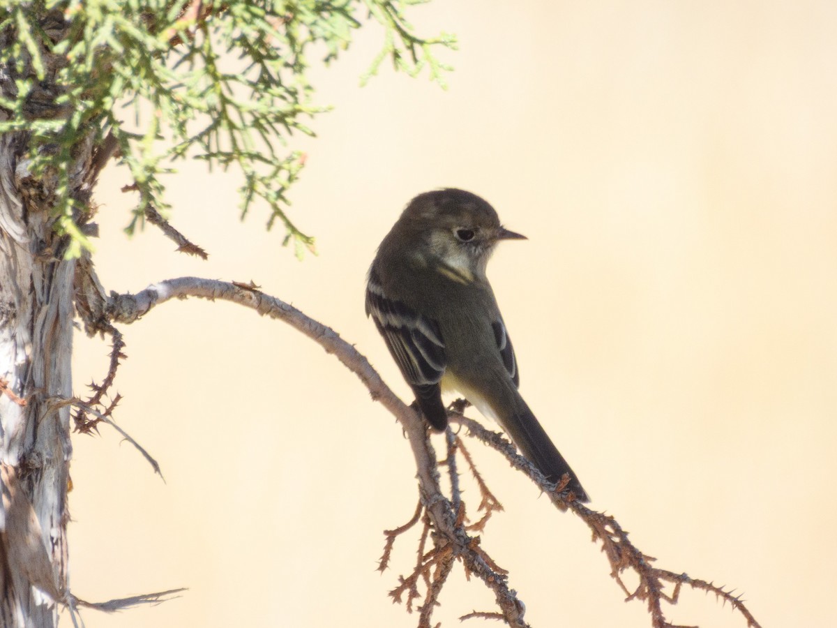 Hammond's Flycatcher - ML643037452