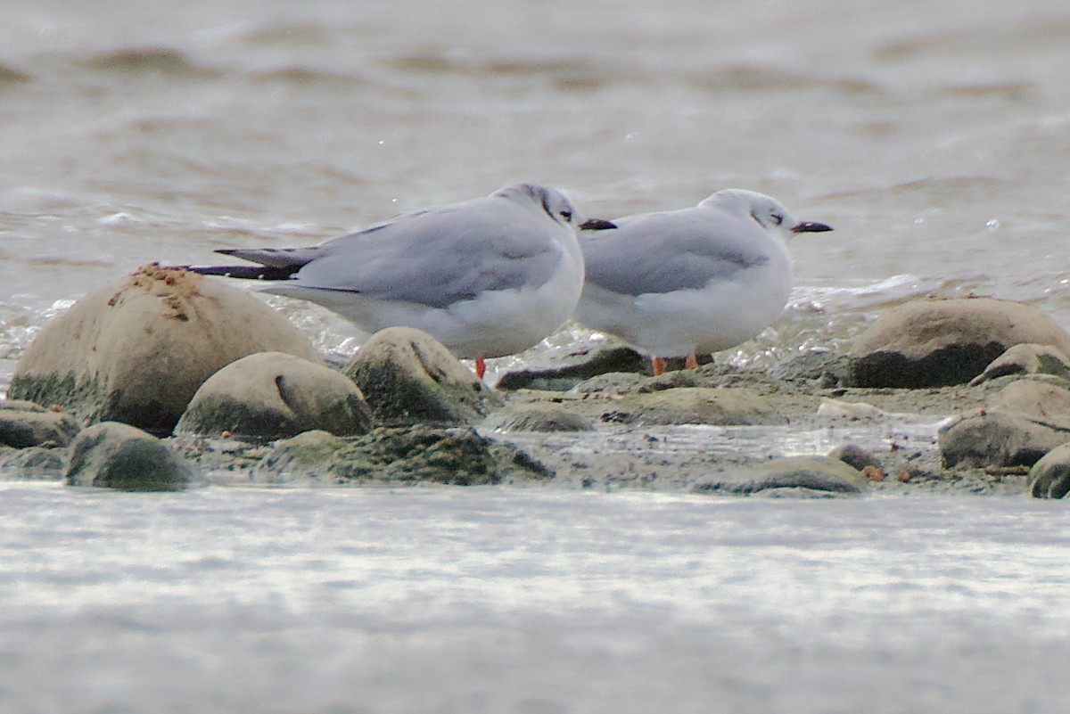 Bonaparte's Gull - ML643037454